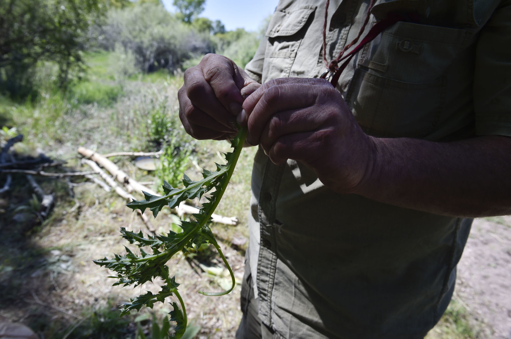 Elpel peels the leaves off a nodding thistle